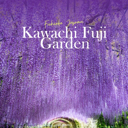 สัมผัสโลกแห่งดอกไม้ที่สวน Kawachi Fuji Garden!