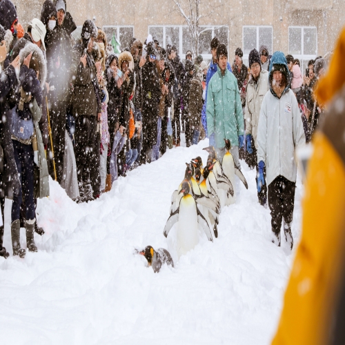 Asahiyama Zoo สวนสัตว์ในฮอกไกโดที่คุณไม่ควรพลาด!