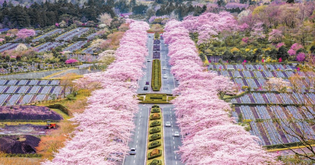 พิกัด เที่ยวซากุระญี่ปุ่น ชมวิว 1 ในร้อยที่สุสานฟูจิ  Fuji cemetery cherry blossom เที่ยวญี่ปุ่น