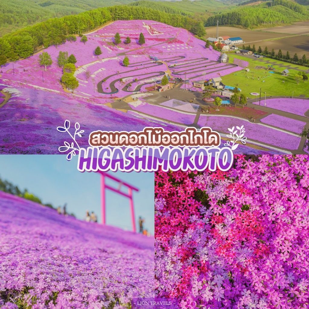 เที่ยวญี่ปุ่น ทุ่งดอกพิงค์มอส หรืออีกชื่อคือ Shibazakura ทุ่งสีชมพู๊ชมพู ชมพูตั้งบแต่ดอกไม้จนถึงภูเขา ที่นี่มี 2 สวนในที่เดียว